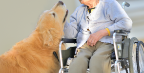 車いすに乗った高齢者と犬の触れ合い